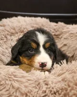 AKC Snowflake, a male Bernese Mountain Dog for sale in Syracuse, IN – Photo 7 of 10