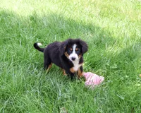 AKC Liberty, a female Bernese Mountain Dog for sale in Syracuse, IN – 3 of 10