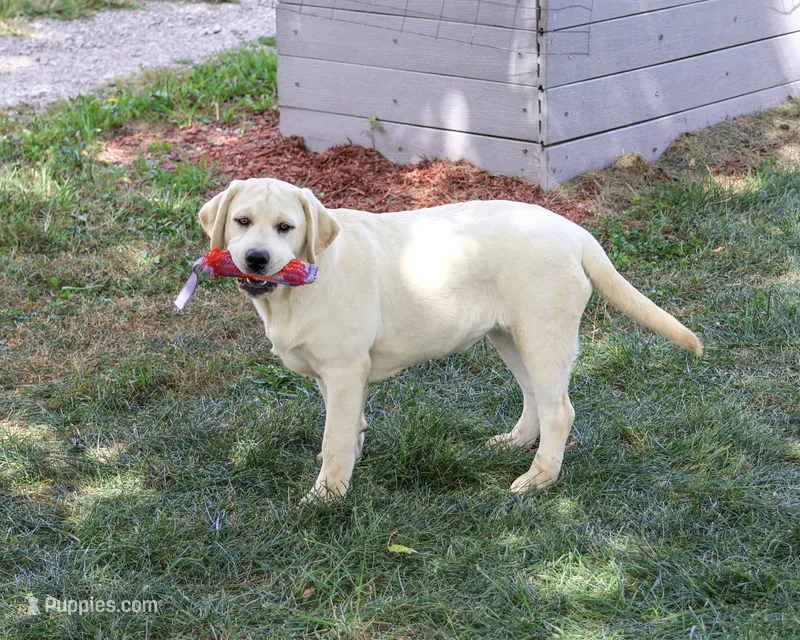 AKC Vidia – Labrador Retriever puppy for sale in Syracuse, IN