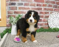 AKC Star, a female Bernese Mountain Dog for sale in Syracuse, IN – 6 of 8