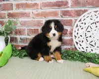 AKC Honor, a male Bernese Mountain Dog for sale in Syracuse, IN – 5 of 6