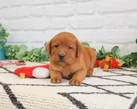 AKC Roman, a male Labrador Retriever for sale in Syracuse, IN – 3 of 6