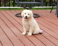 AKC Cecily, a female English Cream Golden Retriever for sale in Syracuse, IN – 3 of 10