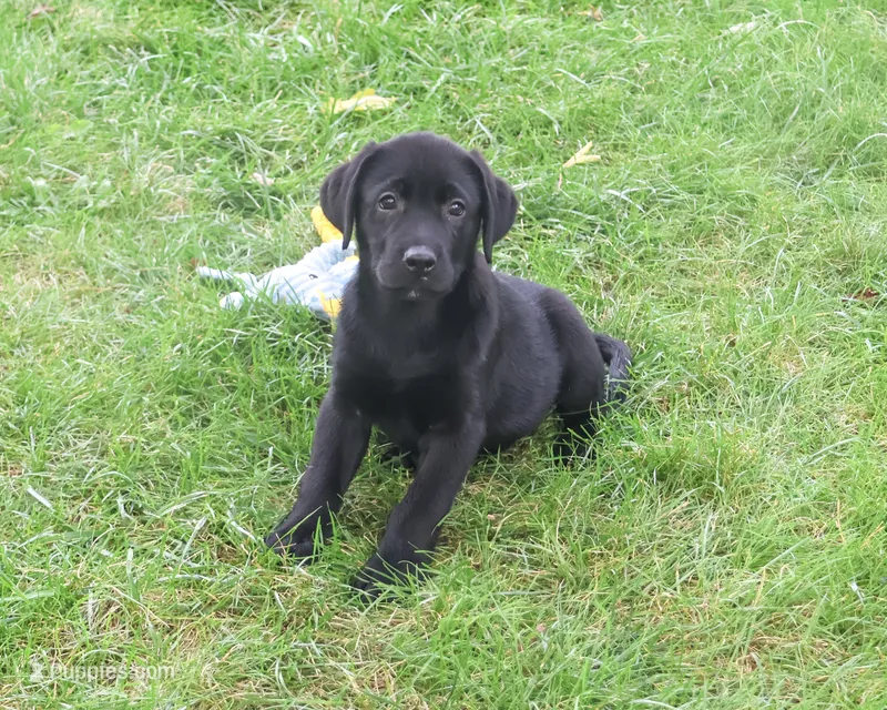 AKC Marshall – Labrador Retriever puppy for sale in Syracuse, IN