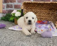 AKC Tori, a female English Cream Golden Retriever for sale in Syracuse, IN – 5 of 8