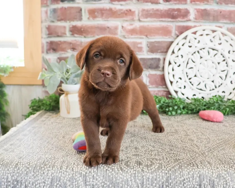 AKC Lillian – Labrador Retriever puppy for sale in Syracuse, IN