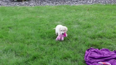AKC Tori, a female English Cream Golden Retriever for sale in Syracuse, IN – 5 of 10