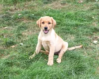 AKC Constance, a female Labrador Retriever for sale in Syracuse, IN – 3 of 5