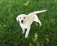AKC Rodney, a male Labrador Retriever for sale in Syracuse, IN – 5 of 5
