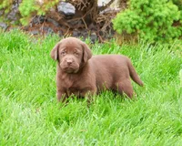 AKC Ezra , a male Labrador Retriever for sale in Syracuse, IN – 2 of 8