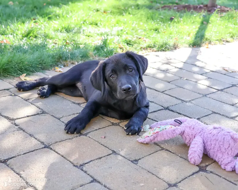 AKC Estelle – Labrador Retriever puppy for sale in Syracuse, IN
