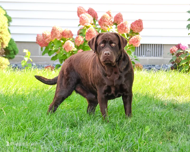 Tasha – Labrador Retriever puppy for sale in Syracuse, IN