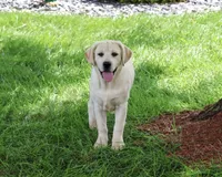 AKC Vidia, a female Labrador Retriever for sale in Syracuse, IN – 3 of 10
