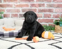 AKC Hulk, a male Labrador Retriever for sale in Syracuse, IN – 5 of 8