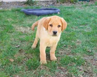 AKC Eggo, a male Labrador Retriever for sale in Syracuse, IN – Photo 2 of 9
