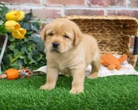AKC Eggo, a male Labrador Retriever for sale in Syracuse, IN – Photo 6 of 8