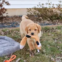 AKC Eggo, a male Labrador Retriever for sale in Syracuse, IN – Photo 3 of 9