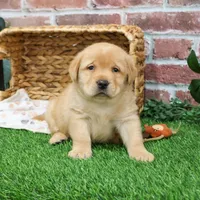 AKC Eggo, a male Labrador Retriever for sale in Syracuse, IN – Photo 4 of 9