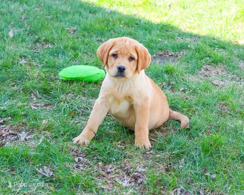 AKC Eggo – Labrador Retriever puppy for sale in Syracuse, IN