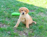 AKC Eggo, a male Labrador Retriever for sale in Syracuse, IN – Photo 1 of 9