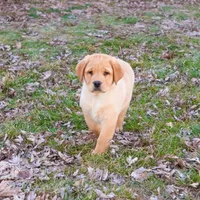 AKC Eggo, a male Labrador Retriever for sale in Syracuse, IN – Photo 6 of 9