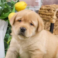 AKC Eggo, a male Labrador Retriever for sale in Syracuse, IN – Photo 7 of 9