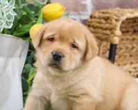 AKC Eggo, a male Labrador Retriever for sale in Syracuse, IN – Photo 4 of 8