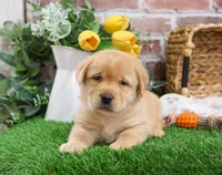 AKC Eggo, a male Labrador Retriever for sale in Syracuse, IN – Photo 3 of 8