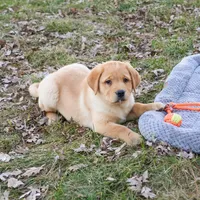 AKC Eggo, a male Labrador Retriever for sale in Syracuse, IN – Photo 5 of 9