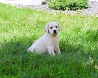 AKC Vidia, a female Labrador Retriever for sale in Syracuse, IN – 4 of 8