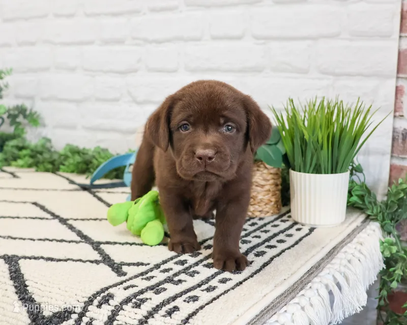 AKC Timon  – Labrador Retriever puppy for sale in Syracuse, IN