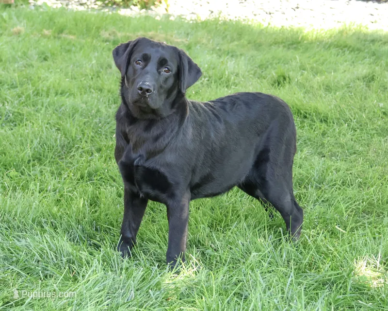 AKC Millie – Labrador Retriever puppy for sale in Syracuse, IN