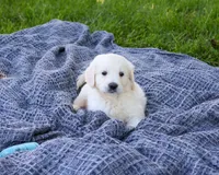AKC Cedar, a male English Cream Golden Retriever for sale in Syracuse, IN – 4 of 5