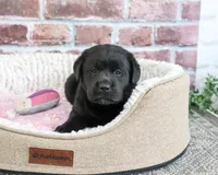 Brooke, a female Labrador Retriever for sale in Syracuse, IN – 1 of 5