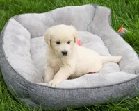 AKC Delaney , a female English Cream Golden Retriever for sale in Syracuse, IN – 3 of 7