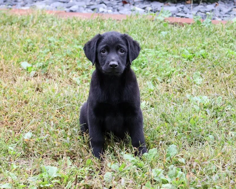 AKC Mowgli – Labrador Retriever puppy for sale in Syracuse, IN