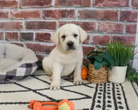 AKC Wilson , a male Labrador Retriever for sale in Syracuse, IN – 2 of 7