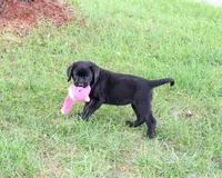 AKC Evangaline, a female Labrador Retriever for sale in Syracuse, IN – 5 of 10