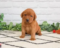 AKC Roman, a male Labrador Retriever for sale in Syracuse, IN – 4 of 6