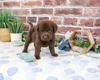 AKC Heath, a male Labrador Retriever for sale in Syracuse, IN – 4 of 4