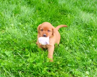 AKC Rachel, a female Labrador Retriever for sale in Syracuse, IN – 4 of 7