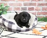 AKC Magneto , a male Labrador Retriever for sale in Syracuse, IN – 4 of 7