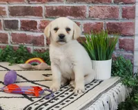 AKC Whitney, a female Labrador Retriever for sale in Syracuse, IN – 2 of 8