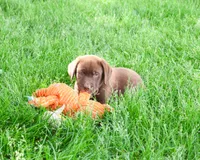 AKC Simba, a male Labrador Retriever for sale in Syracuse, IN – 2 of 8