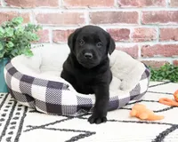 AKC Hulk, a male Labrador Retriever for sale in Syracuse, IN – 1 of 8