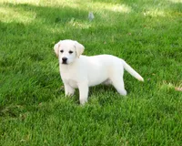 AKC Wanda, a female Labrador Retriever for sale in Syracuse, IN – 2 of 10