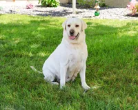 Trixie , a female Labrador Retriever for sale in Syracuse, IN – 2 of 4