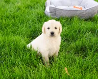 AKC Brody , a male English Cream Golden Retriever for sale in Syracuse, IN – 4 of 7