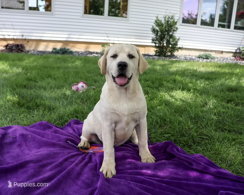 AKC Vidia – Labrador Retriever puppy for sale in Syracuse, IN
