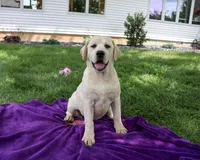 AKC Vidia, a female Labrador Retriever for sale in Syracuse, IN – 1 of 10